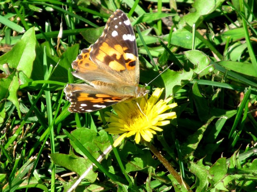 170913bbcut-paintedlady1