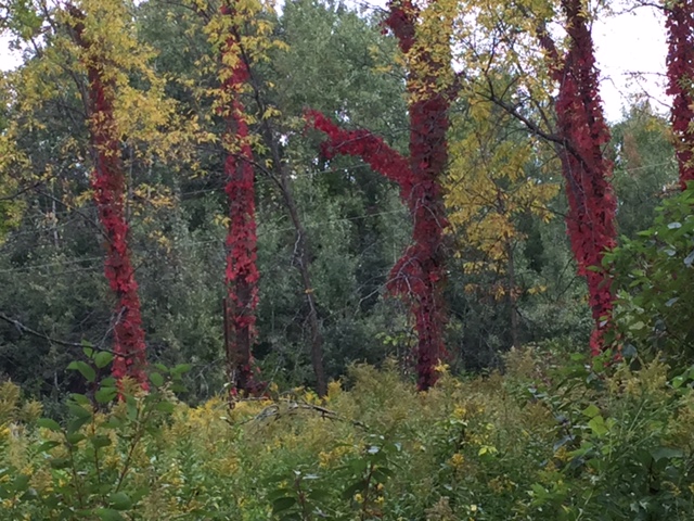 170913bbcut-redvines