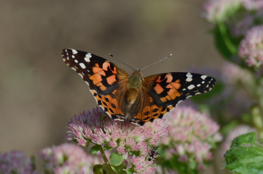 170918bbcut-paintedlady2