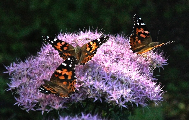 170918bbcut-swedepic3