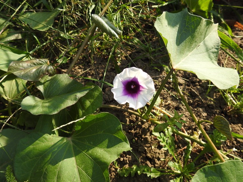 170918bbcut-sweetpotatoflower1