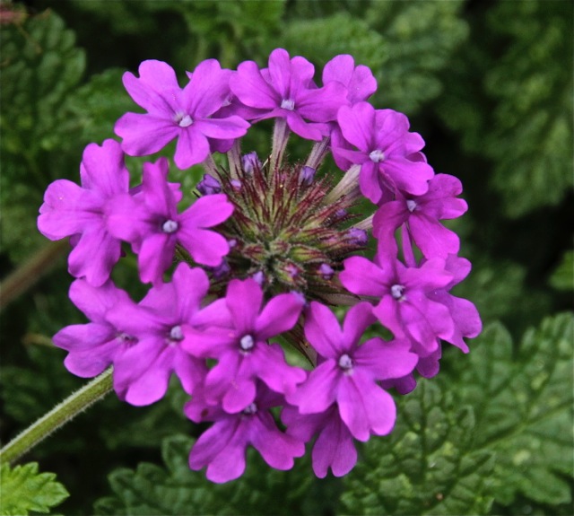 170919bbcut-minnehaha2