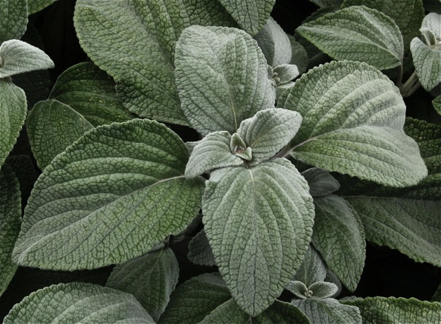 170919bbcut-minnehaha4