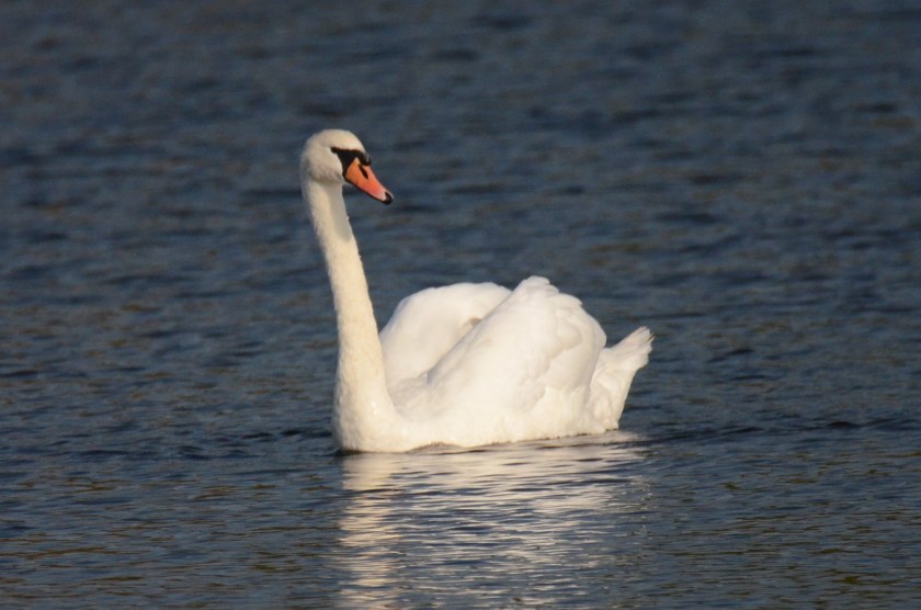 170919bbcut-muteswan1