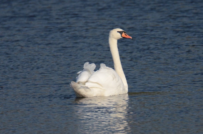 170919bbcut-muteswan8