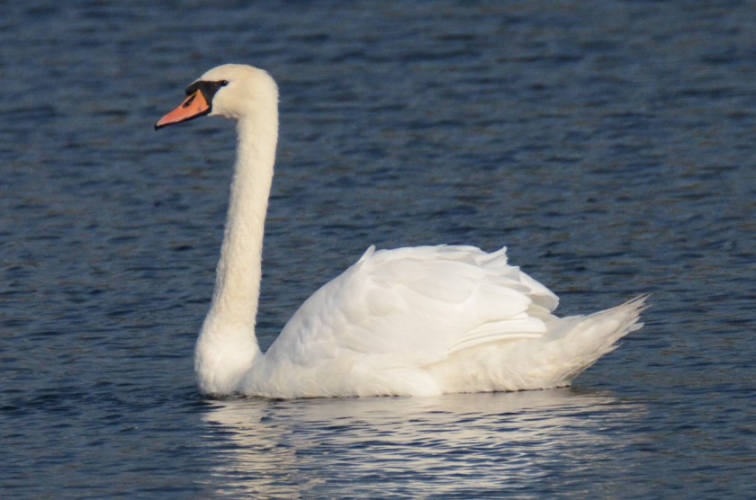 170919bbcut-muteswan9