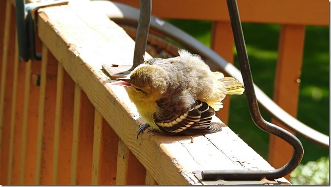 170923bbcut-babybird1
