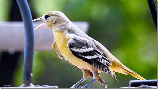 170923bbcut-babybird3