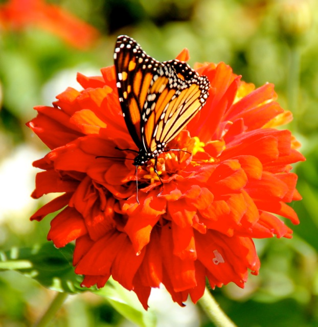 170926bbcut-butterfly1