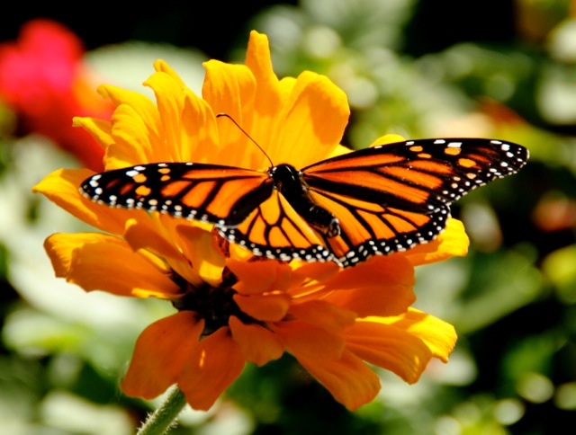 170926bbcut-butterfly2