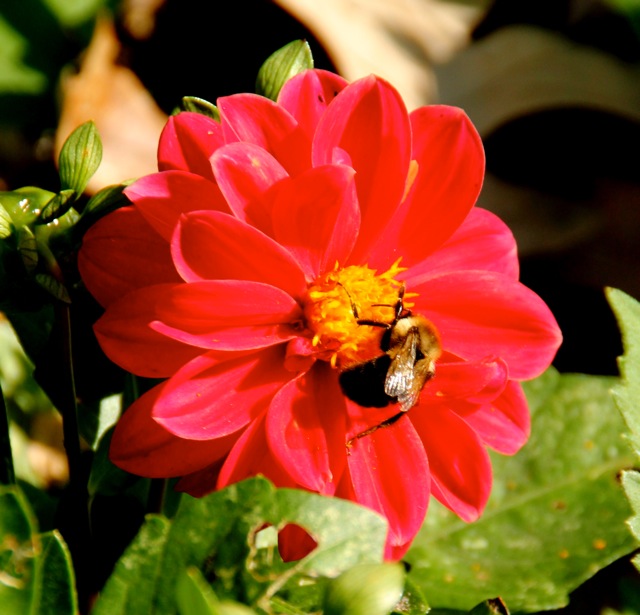 170926bbcut-butterfly5