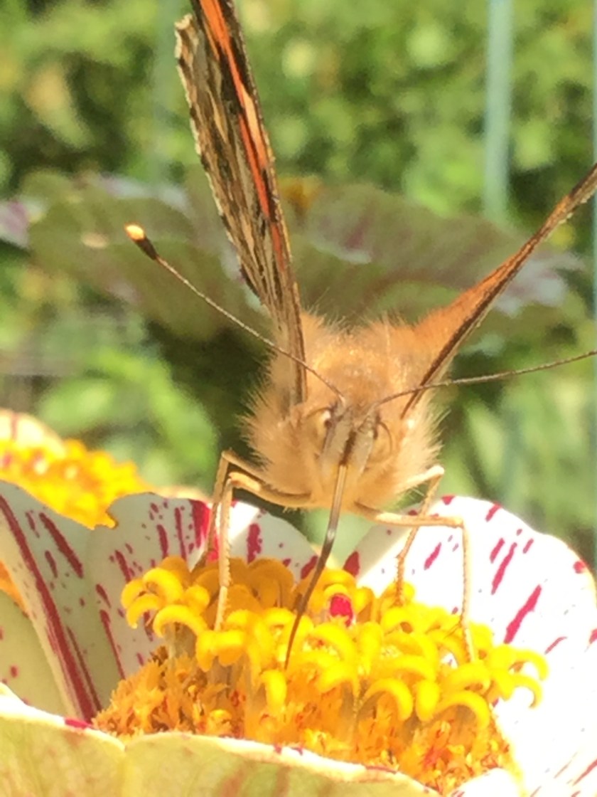 170927bbcut-paintedlady