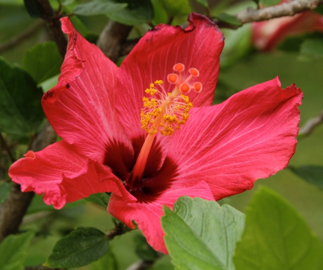 171009bbcut-flowers1