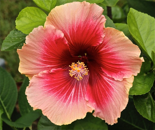 171009bbcut-flowers2