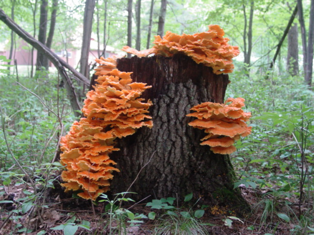 171012bbcut-mushroom