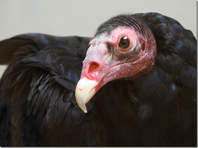 171012bbcut-turkeyvulture2.jpg
