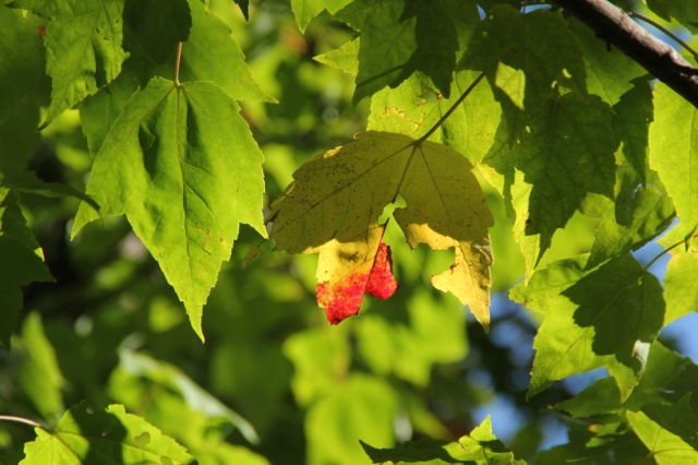 171016bbcut-octobercolors2