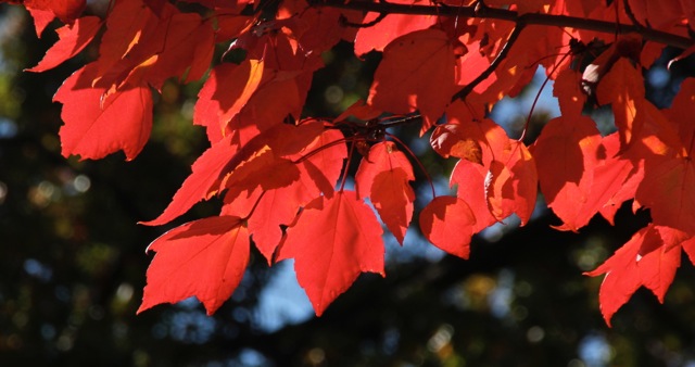 171016bbcut-octobercolors3