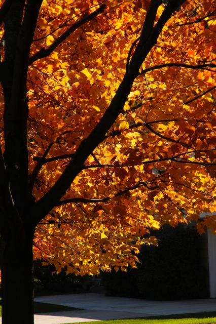 171016bbcut-octobercolors6