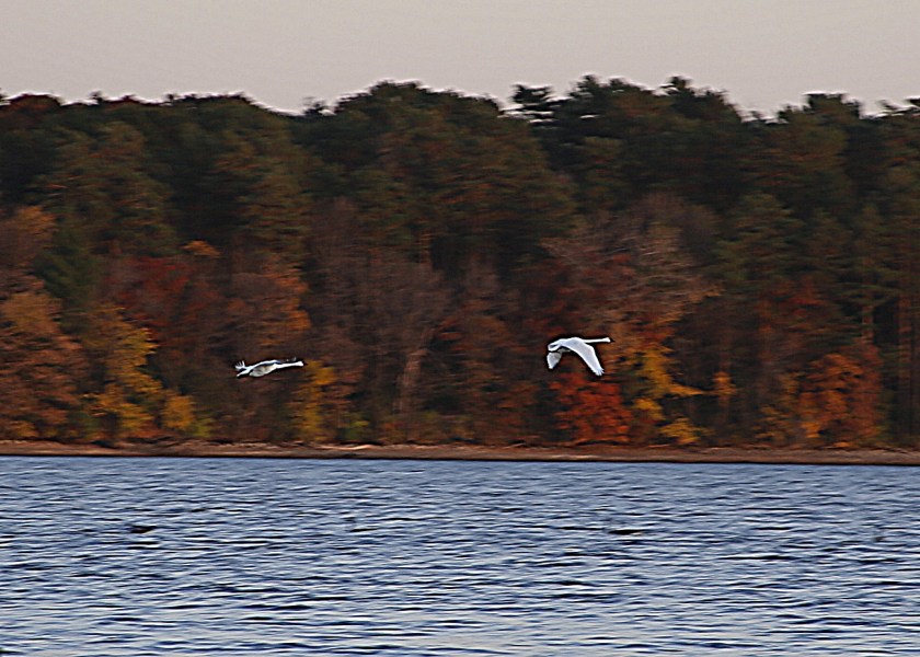 171023bbcut-fallcolors3