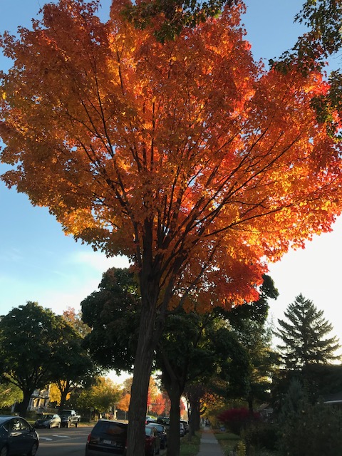 171023bbcut-prettytree