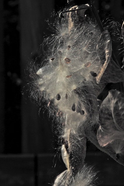 171031bbcut-fallcolors2