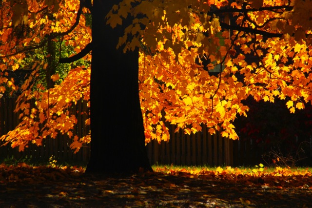 171031bbcut-fallcolors3