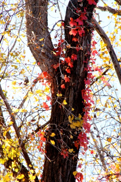 171031bbcut-fallcolors5