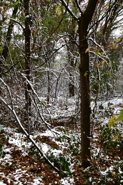 171106bbcut-firstsnow3