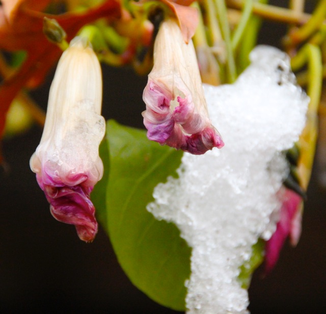 171106bbcut-firstsnow5