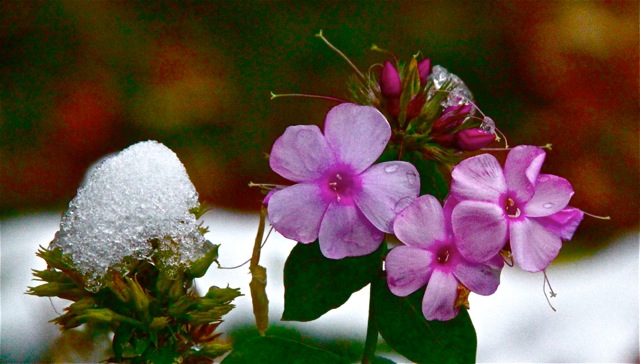 171106bbcut-firstsnow6