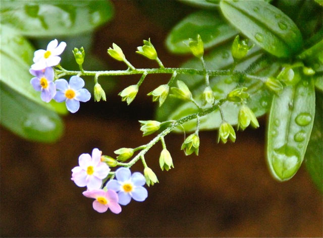 171106bbcut-firstsnow7