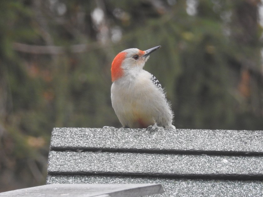 171106bbcut-redbelly1