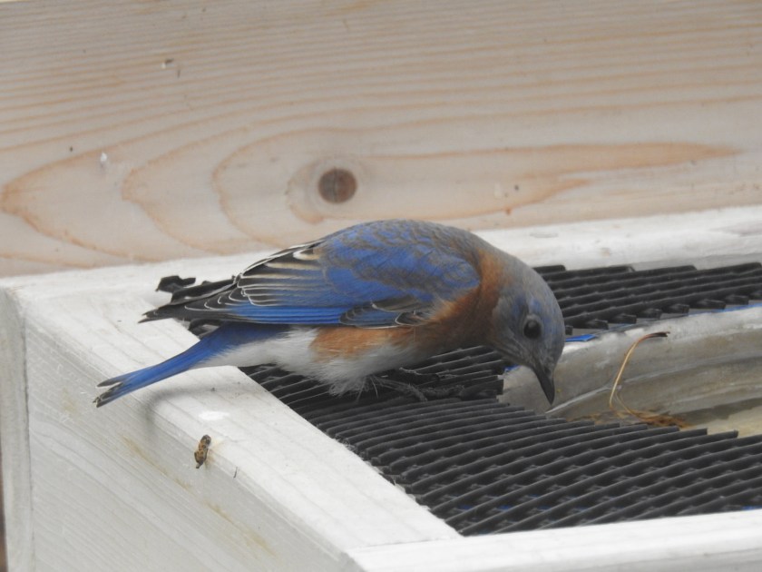 171107bbcut-bluebird4