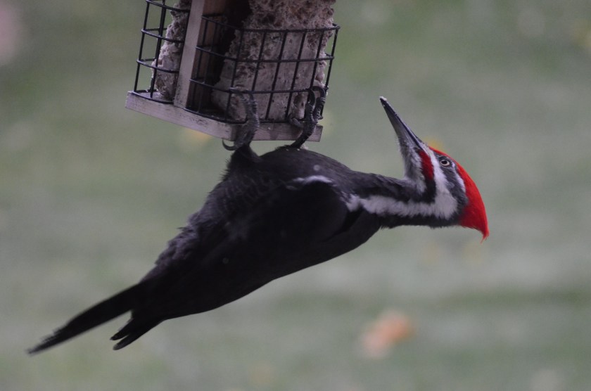 171110bbcut-pileated4