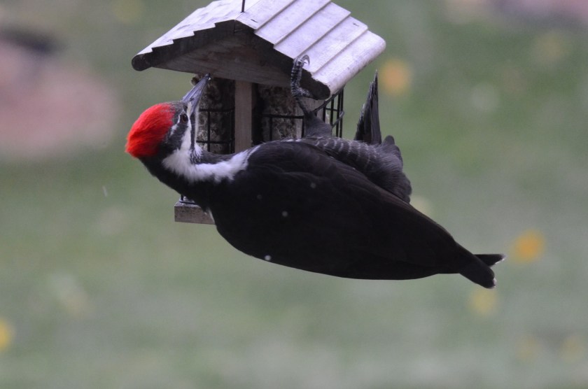 171110bbcut-pileated6