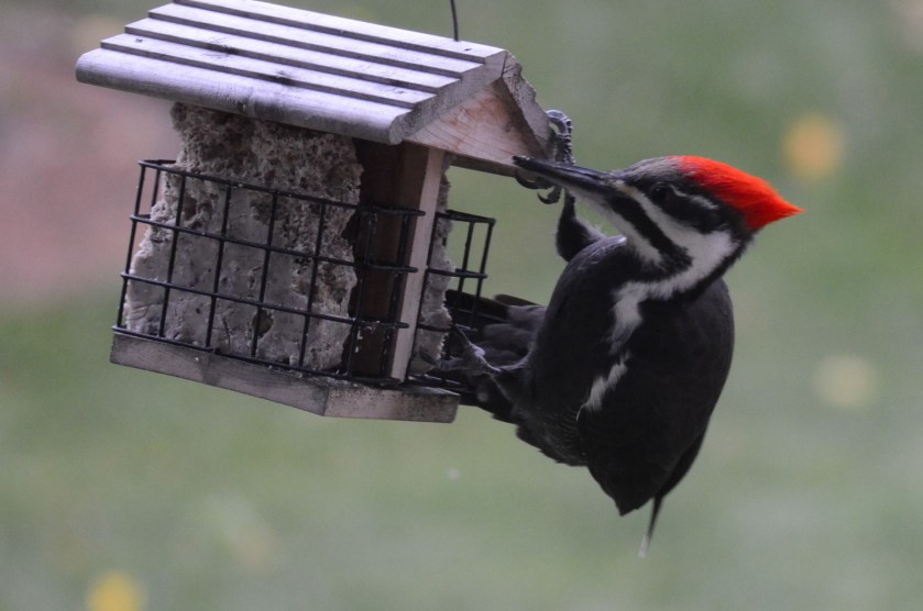 171110bbcut-pileated7