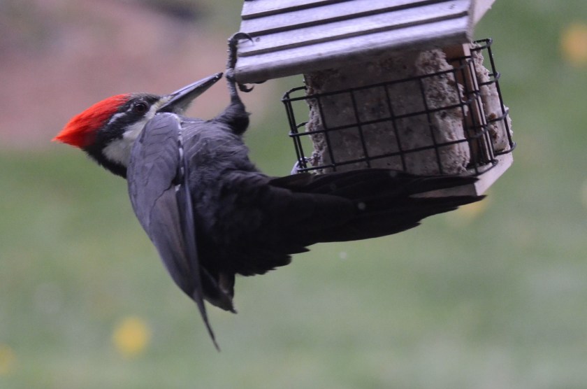 171110bbcut-pileated8