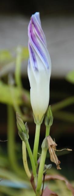 171113bbcut-fallcolors1