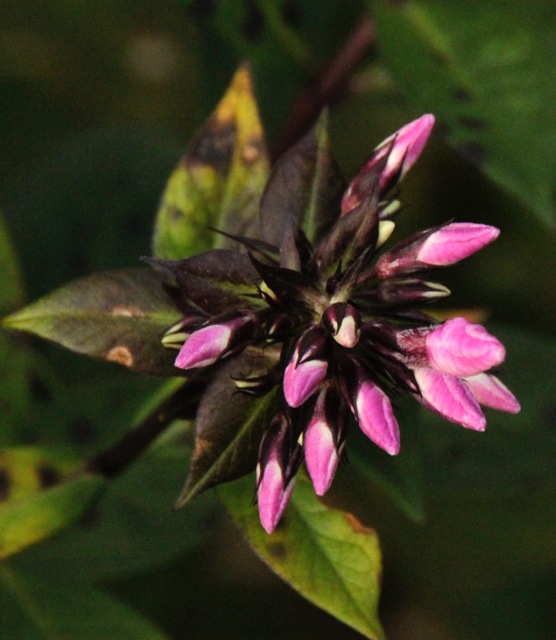 171113bbcut-fallcolors2