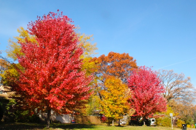 171113bbcut-fallcolors3