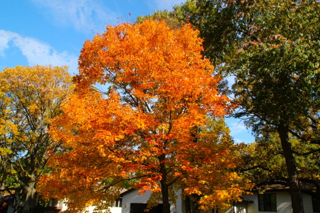 171113bbcut-fallcolors4