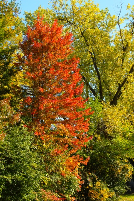 171113bbcut-fallcolors5