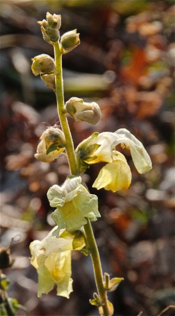 171120bbcut-sunnyday3
