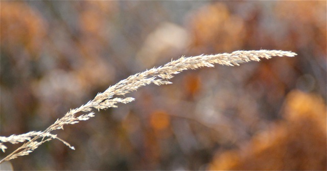 171120bbcut-sunnyday6