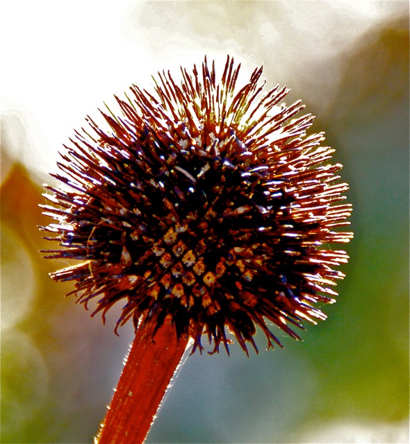 171124bbcut-thanksgiving2