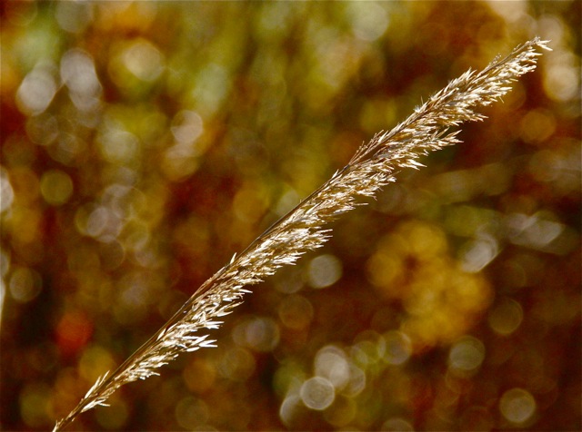 171124bbcut-thanksgiving4