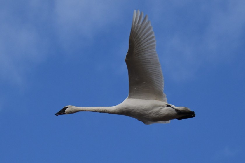 171126bbcut-trumpeter1