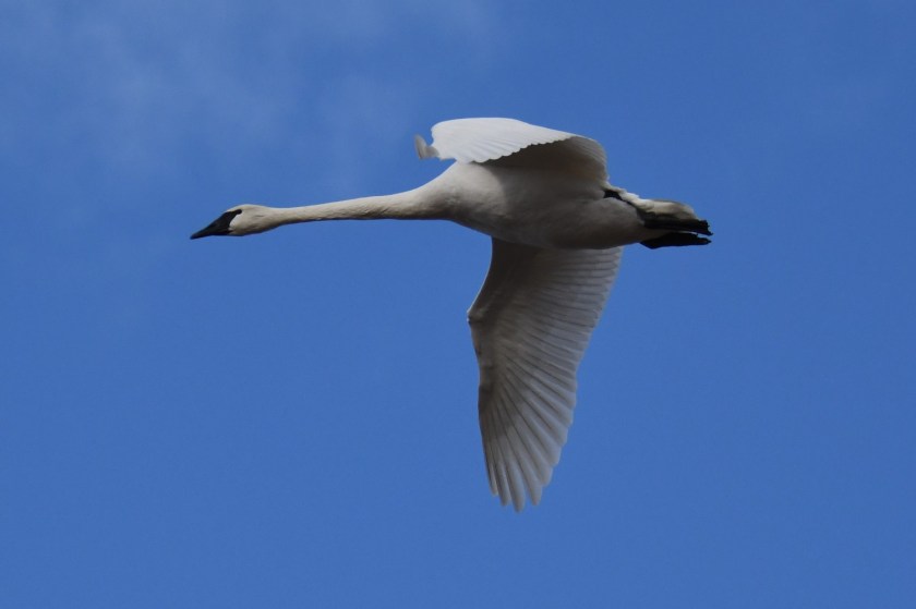 171126bbcut-trumpeter2