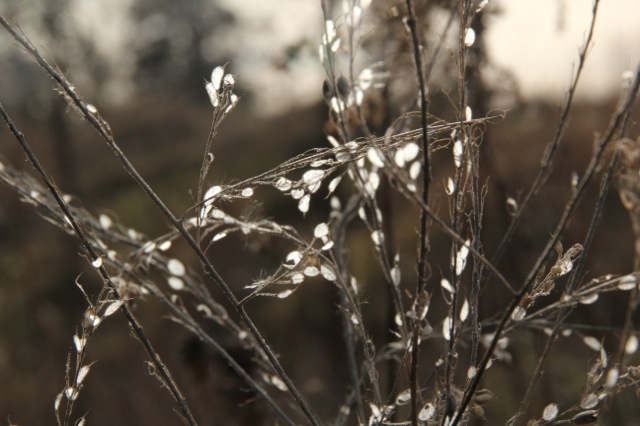 171129bbcut-ricecreek1